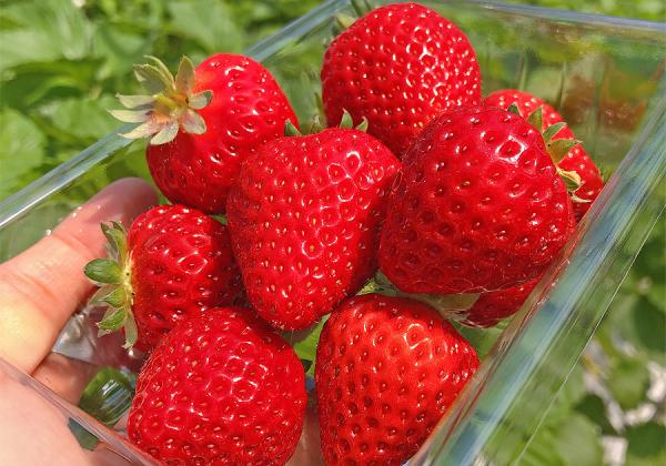 法華原華庭園 身延のしだれ桜と1パックお土産付イチゴ狩りと久留米つばき園と隠れ家レストランで贅沢な海鮮よくばりランチ3